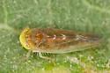 Colladonus flavocapitatus