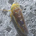 Colladonus flavocapitatus - photo 3