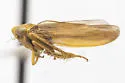 Colladonus flavocapitatus - photo 4