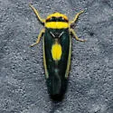 Colladonus furculatus