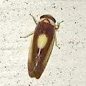Colladonus furculatus - photo 2