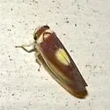 Colladonus furculatus - photo 3