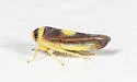 Colladonus furculatus - photo 4