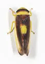 Colladonus furculatus - photo 5