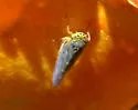 Geminate Leafhopper - Colladonus geminatus