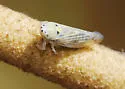 Geminate Leafhopper - photo 2