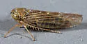 Geminate Leafhopper - photo 3