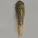 Geminate Leafhopper - photo 4