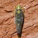 Geminate Leafhopper - photo 5