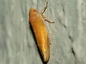 Colladonus holmesi - photo 2
