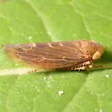 Colladonus holmesi - photo 3