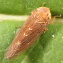 Colladonus holmesi - photo 4