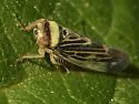 Colladonus mendicus - Colladonus mendicus