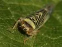 Colladonus mendicus - photo 2