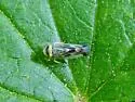 Colladonus mendicus - photo 3