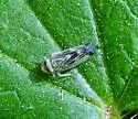 Colladonus mendicus - photo 4