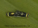 Colladonus montanus - photo 3