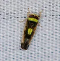 Colladonus montanus - photo 4