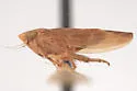 Colladonus nugax