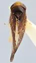 Colladonus okanaganus - photo 2