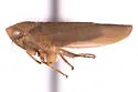 Colladonus pseudotsugae