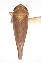 Colladonus pseudotsugae - photo 2