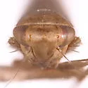 Colladonus pseudotsugae - photo 3