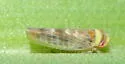Colladonus reductus - Colladonus reductus