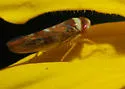 Colladonus reductus - photo 2