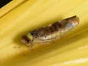 Colladonus reductus - photo 4