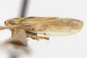 Colladonus rupinatus