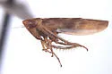 Colladonus sannio