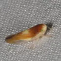 Colladonus setaceus - Colladonus setaceus