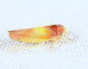 Colladonus setaceus - photo 2
