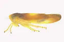 Colladonus setaceus - photo 3