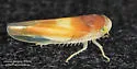 Colladonus setaceus - photo 4