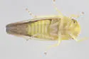 Colladonus setaceus - photo 5