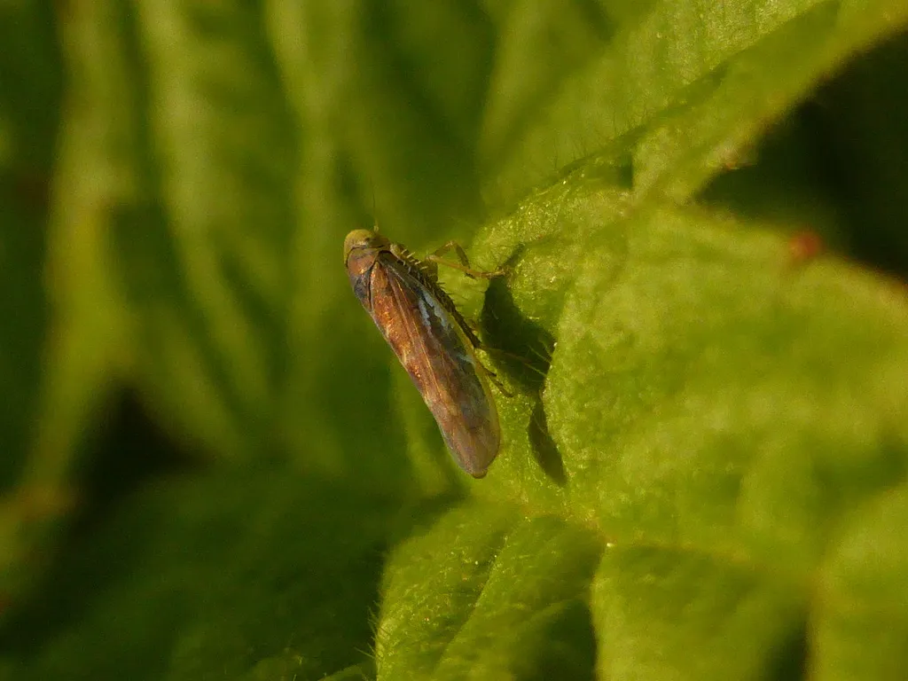 Colladonus waldanus - photo 2