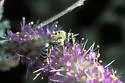 Aberrant Cellophane Bee - photo 2