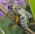 Aberrant Cellophane Bee - photo 3