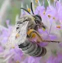 Aberrant Cellophane Bee - photo 4