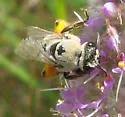 Aberrant Cellophane Bee - photo 5