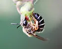 Alumroot Cellophane Bee