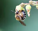 Alumroot Cellophane Bee - photo 2