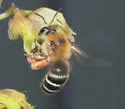 Alumroot Cellophane Bee - photo 3