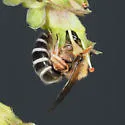 Alumroot Cellophane Bee - photo 4