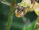 Alumroot Cellophane Bee - photo 5