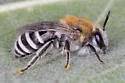 Birkmann's Cellophane Bee