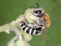 Birkmann's Cellophane Bee - photo 2