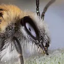 Birkmann's Cellophane Bee - photo 3